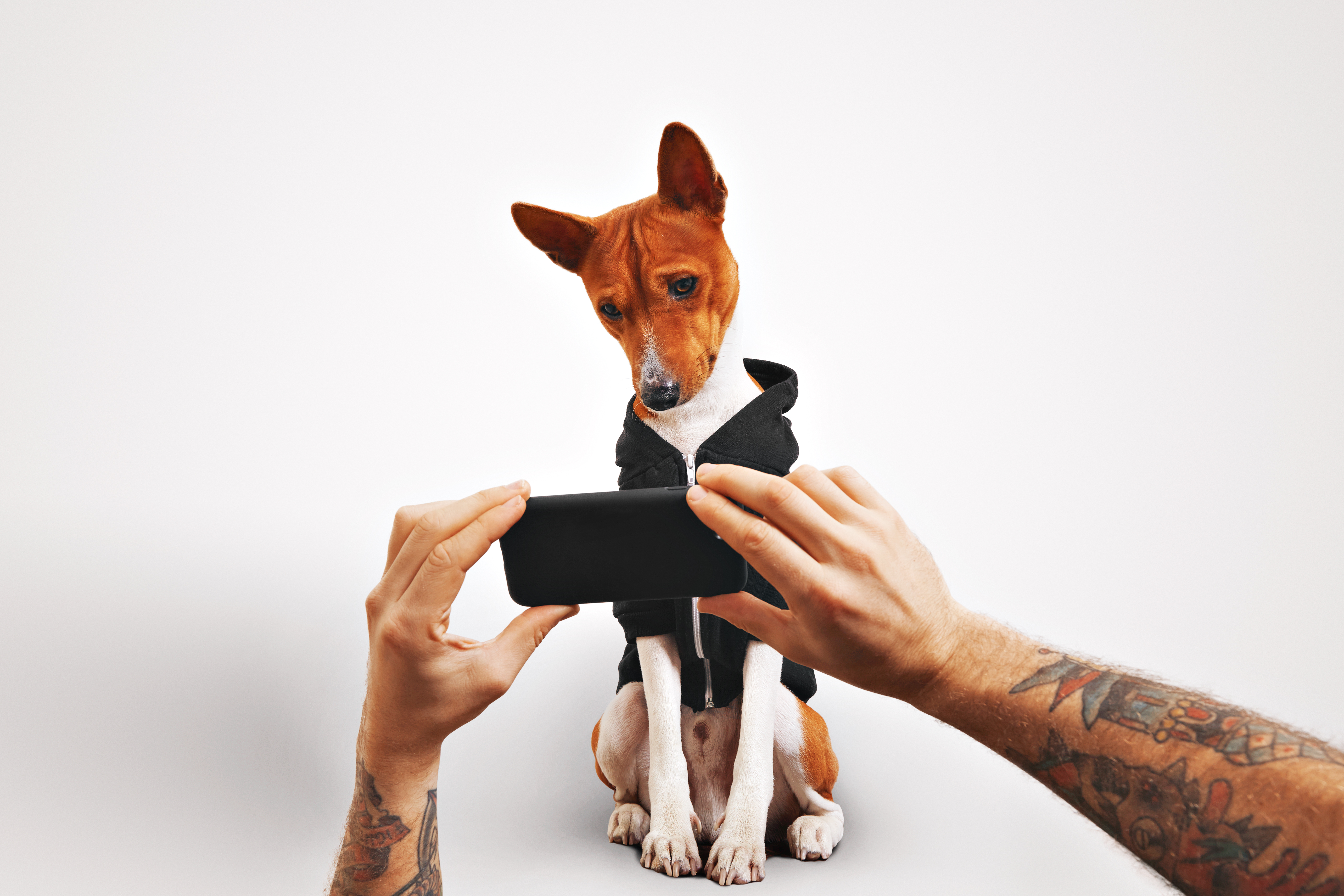 Publicar mascotas